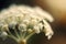 Babys Breath Macro Photo Volumetric Lightin. Generative AI