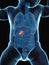 A babys gallbladder