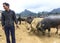 Bac Ha, Vietnam, January 5, 2020 - People selling asian cows on a animals market