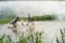 Bac Ninh, Vietnam - May 29, 2016: Children catching fish by fishing bamboo trap - the old traditional way, on pond in Bac Ninh pro