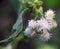 Baccharis Salicifolia or commonly called Mule fat flower looks beautiful and elegant like flowers in Japan.