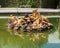 Bacchus Fountain or Autumn fountain in the Gardens of Chateau de Versailles