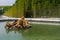 Bacchus Fountain in Versailles