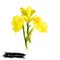 Bach - Acorus calamus ayurvedic herb, flower. digital art illustration with text isolated on white. Healthy organic spa plant