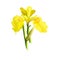 Bach - Acorus calamus ayurvedic herb, flower. digital art illustration with text isolated on white. Healthy organic spa plant