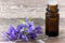 Bach flower remedies of violets