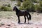 Bachelor black stallion wild horse on dry mineral lick hillside on Pryor Mountain in the western USA