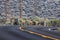 Bachelor herd of deer walking down the side of a paved road in Nevada