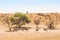 Bachelor Herd of Kudu