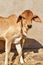 bachhda,Hereford Cattle Candids,Portrait of a zebu calf with big eyes and black snout