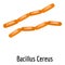 Bacillus cereus icon, cartoon style.