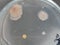 Bacillus and other bacteria and fungi growing on nutrient agar medium
