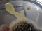 Bacillus subtilis and Aspergillus niger growing on nutrient agar medium