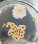 Bacillus subtilis other bacteria and fungi colonies on saboraud dextrose agar medium