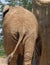 Back of african elephant