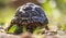 Back of a baby African tortoise exploring through grass foliage and rocks.