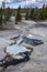 Back Basin, Norris Geyser Basin, Yellowstone