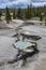 Back Basin, Norris Geyser Basin, Yellowstone