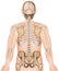 Back bones ribs and hip 3d medical vector illustration