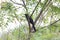 Back close-ups black koel - black Cuckoo bird