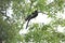 Back close-ups black koel - black Cuckoo bird