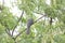 Back close-ups Greykoel - Grey Cuckoo bird