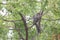 Back close-ups Greykoel - Grey Cuckoo bird