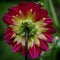 Back of Dahlia a genus of bushy perennial plants