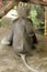 The back of Dusky leaf monkey is brown, gray or black.