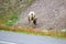 The back end of a female bighorn sheep along the highway