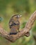 Back facing Rufous-chinned Laughingthrush on a branch