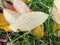 Back of the fallen bird cherry willow yellow leaf with rain drops on it laying on other leaves and green grass