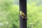 The back of a female American Goldfinch on a birdfeeder