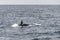 Back and fin of killer whale male surfacing at Andenes, Norway