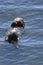 Back Floating Sea Otter Pup in a California Bay