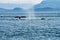 Back and fluke of two Humpbacks into the blue water of the Glacier Bay in alaska