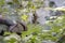 Back foot of a lying Eurasian brown bear Ursus Arctos Arctos