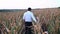 Back frame with an agronomist walking through the middle of a drought-affected cornfield.