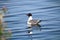 The back of a Franklin`s Gull swimming on water