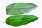 Back and front side of bird of paradise leaves