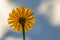 Back of a fully opened dandelion flower