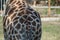 Back of a giraffe