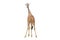 Back of giraffe isolated on white background
