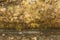 Back golden Buddha texture background