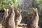 back of a group of Eastern gray kangaroo