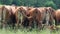 Back of a herd of cows on a green field