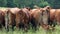 Back of a herd of cows on a green field