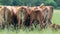 Back of a herd of cows on a green field