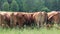 Back of a herd of cows on a green field