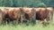 Back of a herd of cows on a green field